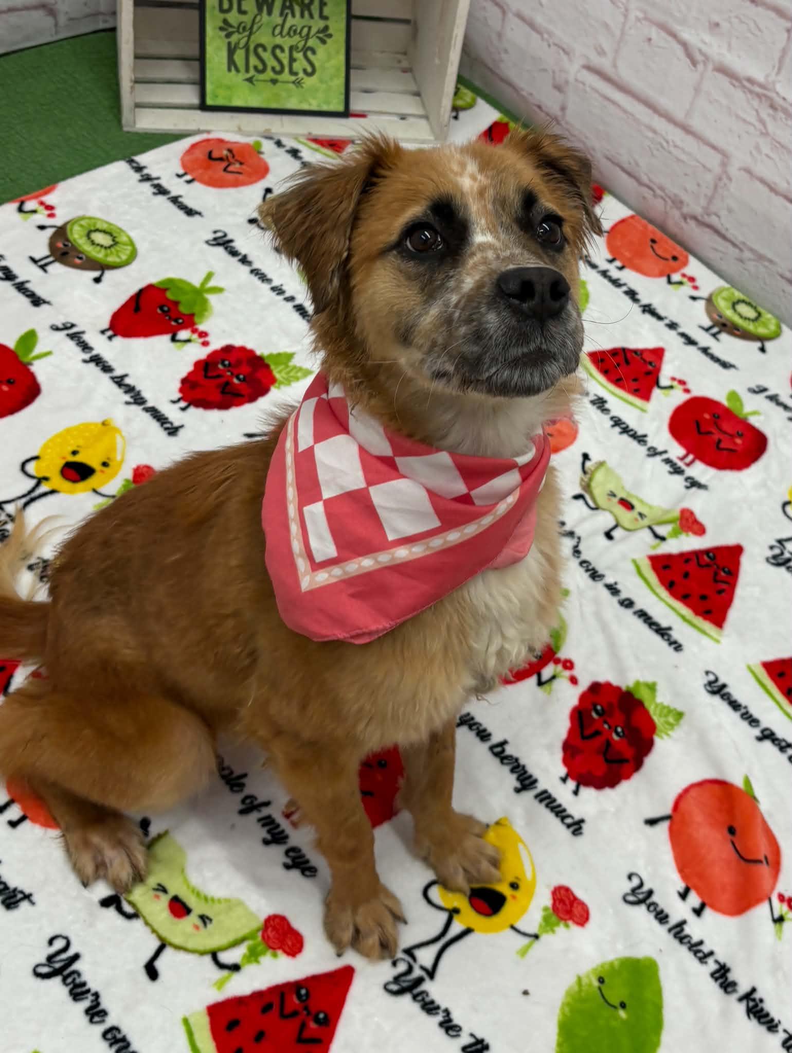 Enlarge Birdie, a Adoptable mixed breed in Oxford, MI image 3/6
