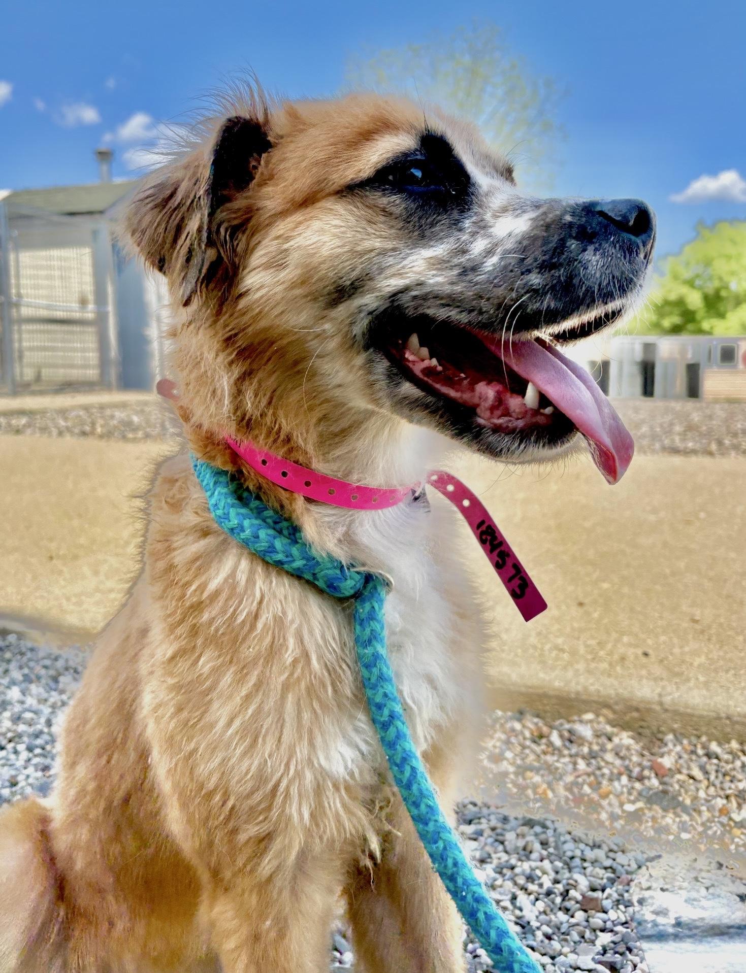 Enlarge Birdie, a Adoptable mixed breed in Oxford, MI image 5/6