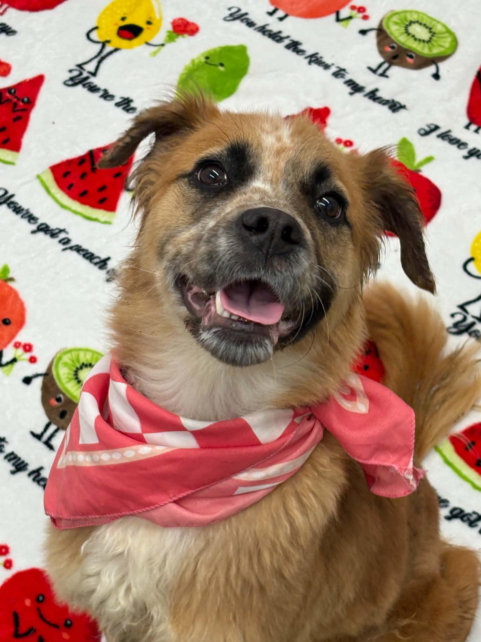 Enlarge Birdie, a Adoptable mixed breed in Oxford, MI image 4/6