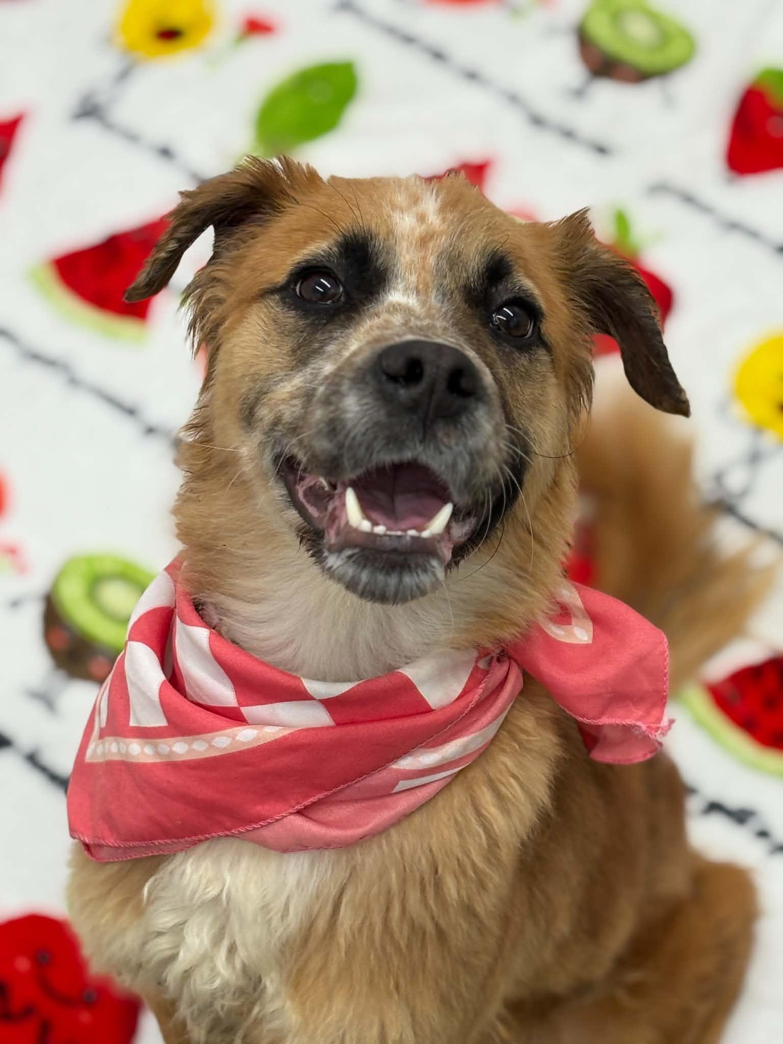 Birdie, Adoptable, Young Female Flat-Coated Retriever & Mixed Breed.