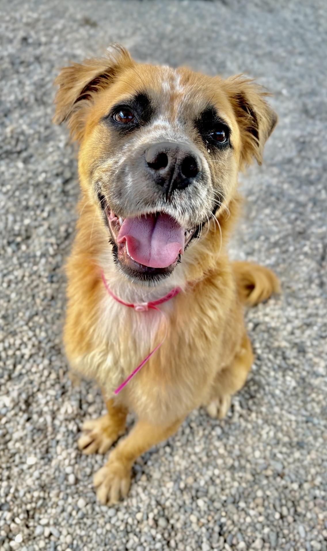 Enlarge Birdie, a Adoptable mixed breed in Oxford, MI image 6/6