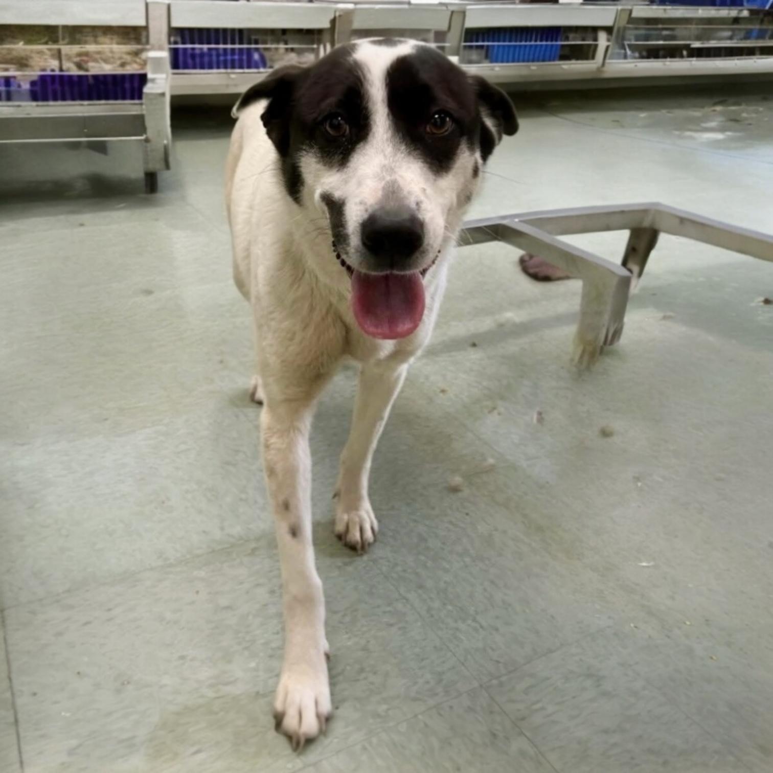 Enlarge Colton, a Adoptable mixed breed in Pittstown, NJ image 2/4