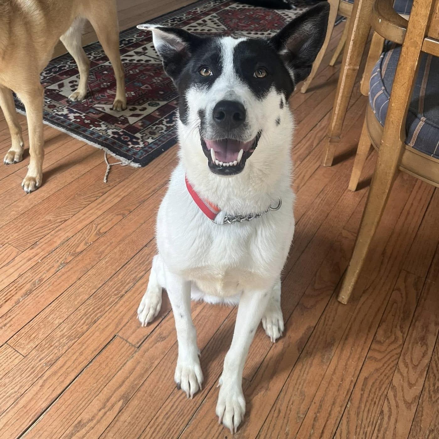 Enlarge Colton, a Adoptable mixed breed in Pittstown, NJ image 1/4