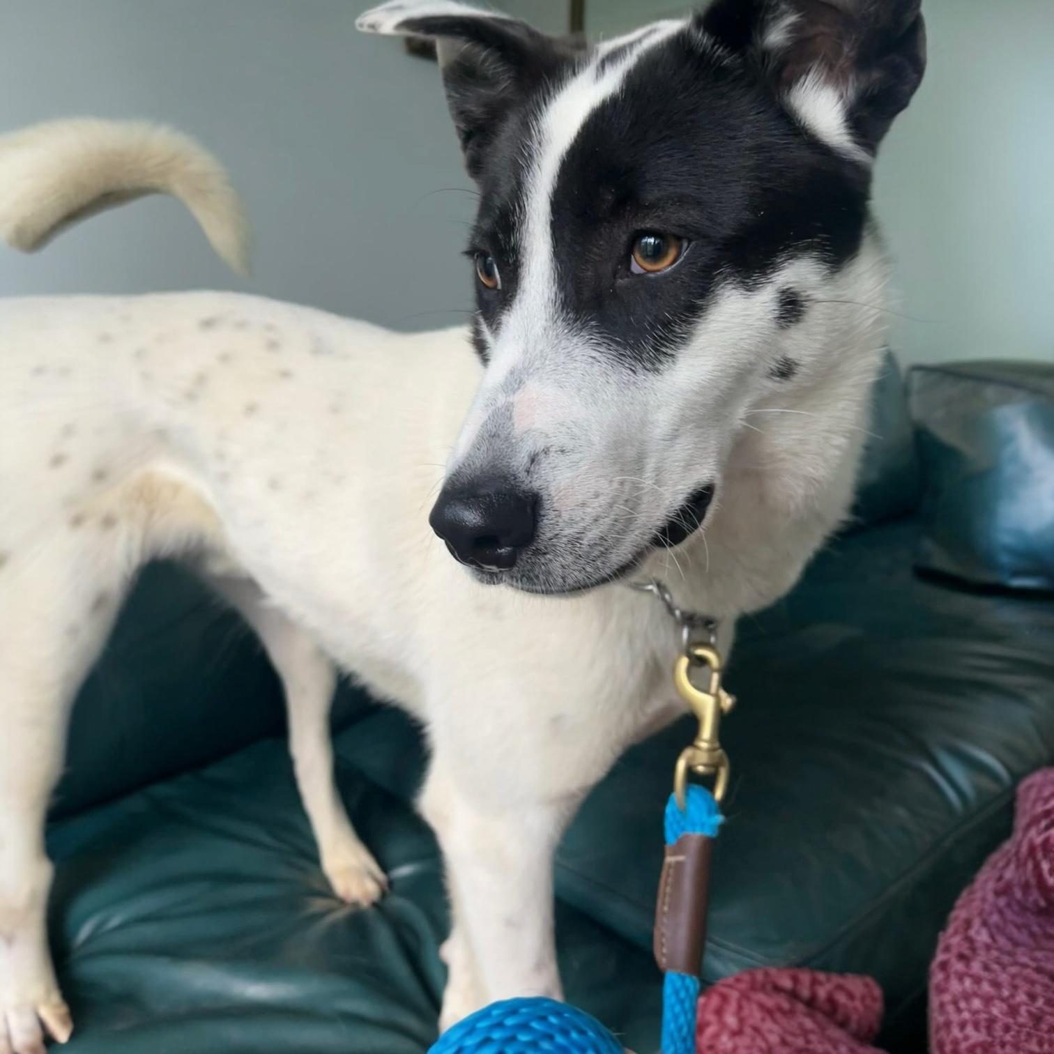 Enlarge Colton, a Adoptable mixed breed in Pittstown, NJ image 3/4