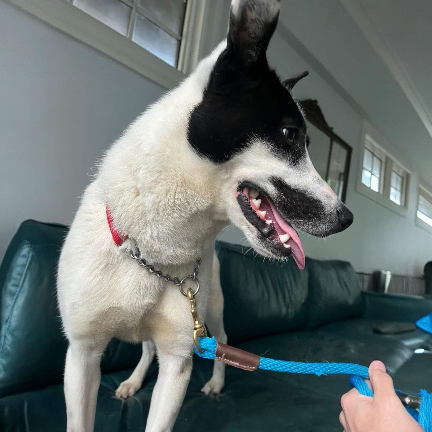 Enlarge Colton, a Adoptable mixed breed in Pittstown, NJ image 4/4