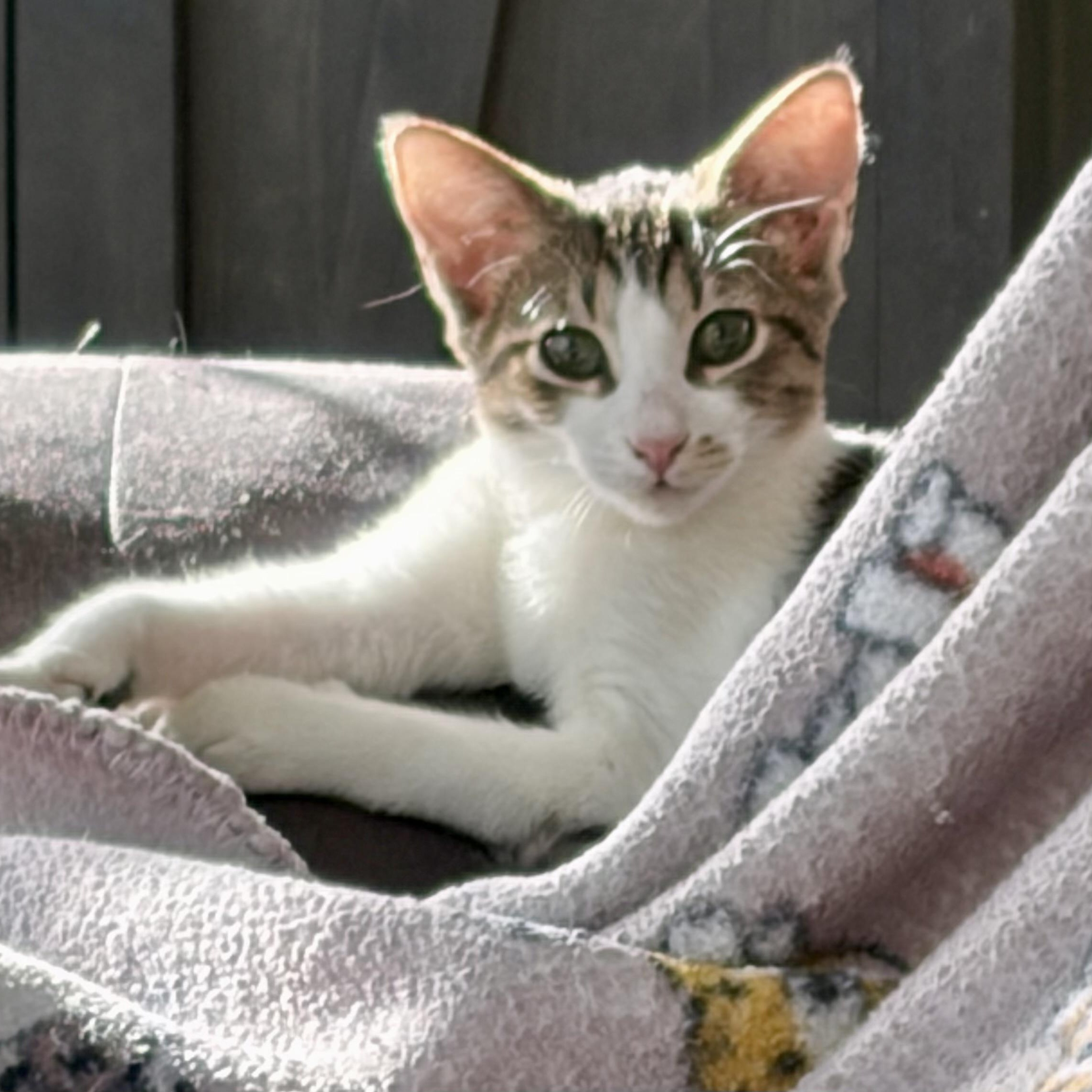 Sushi, an adopted Domestic Short Hair in Warren, NJ image 1/2