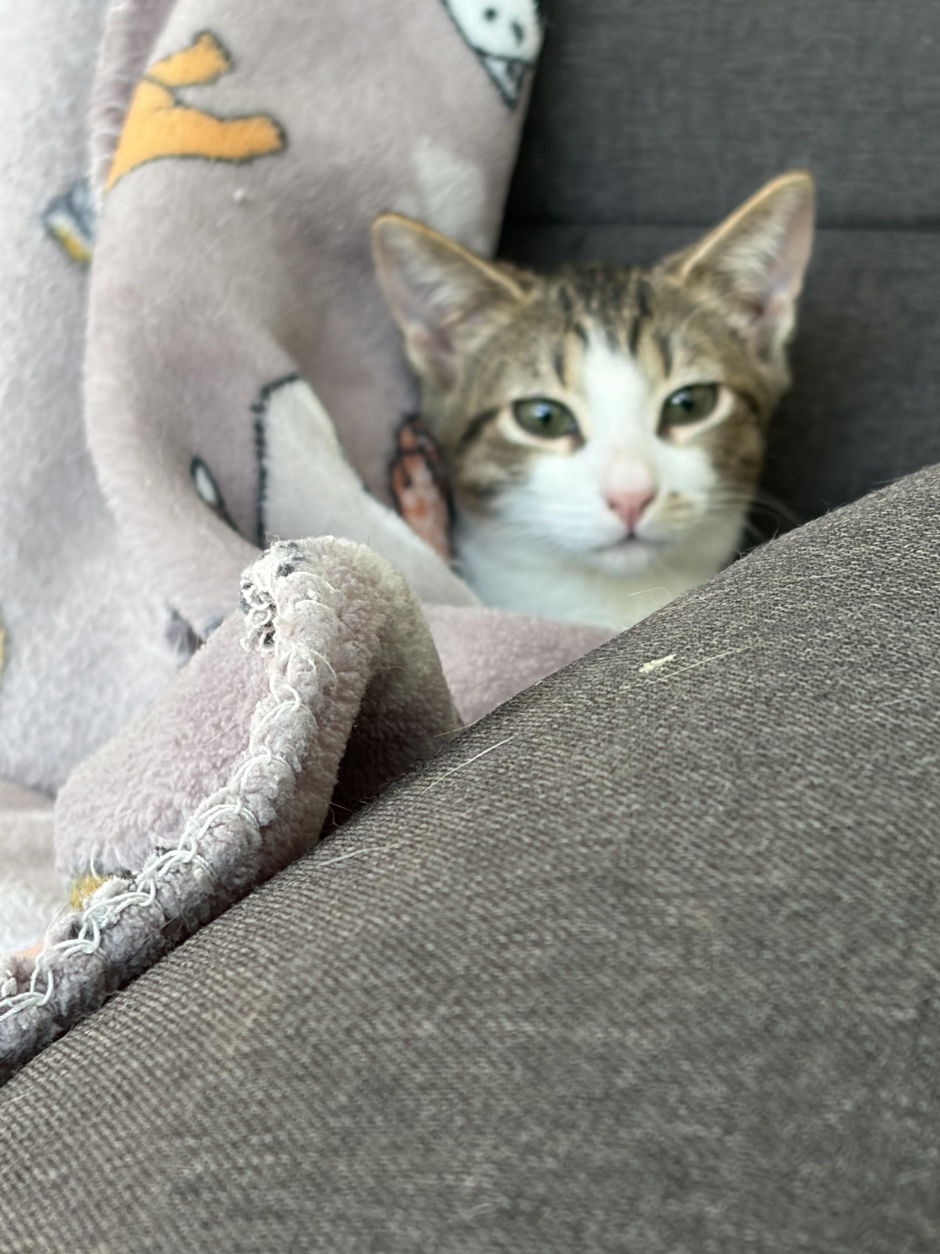 Sushi, an adopted Domestic Short Hair in Warren, NJ image 2/2