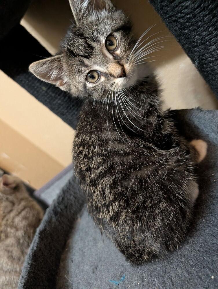 Beckham, Adoptable, Kitten Male Domestic Short Hair & Tabby.