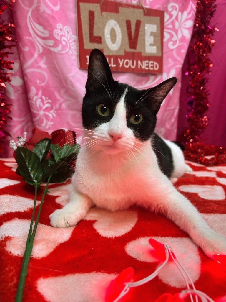 Enlarge Ester, a Adoptable mixed breed in Bryant, AR image 3/4