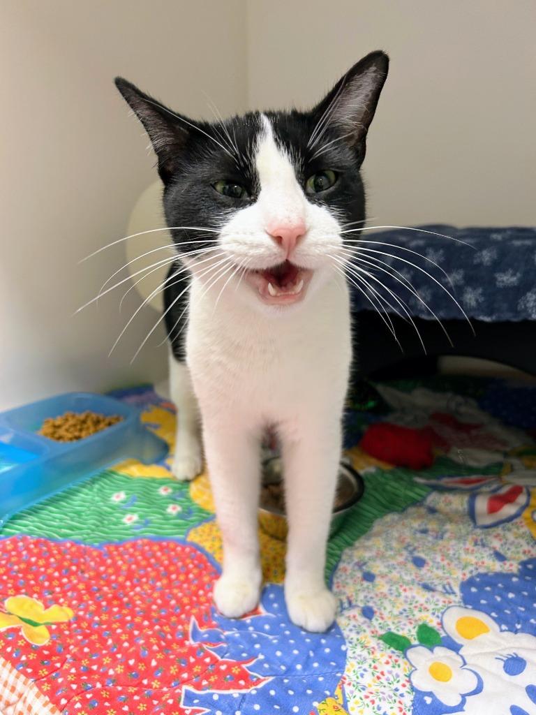 Enlarge Ester, a Adoptable mixed breed in Bryant, AR image 4/4