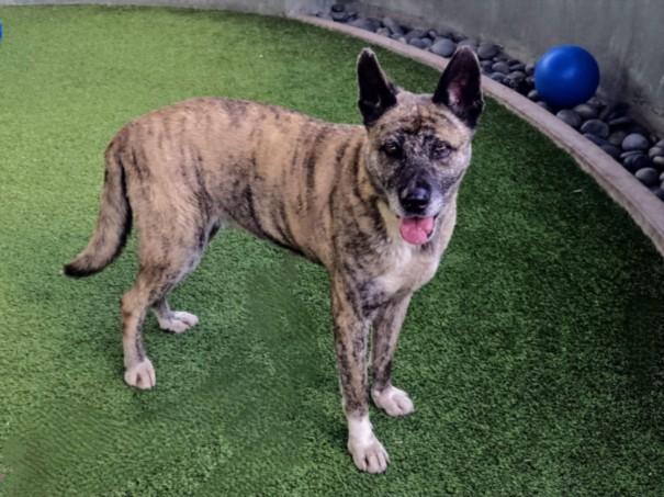 Enlarge POPPY, a Adoptable Akita in Van Nuys, CA image 1/1