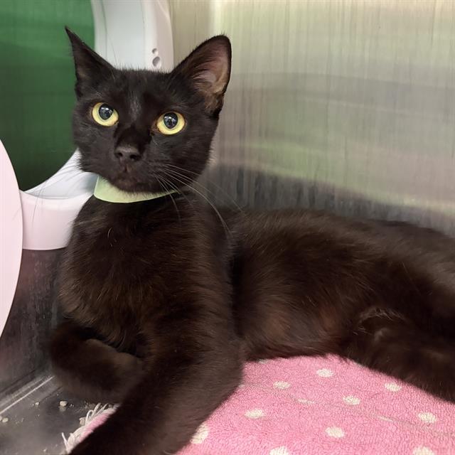 INKY, Adoptable, Young Female Domestic Short Hair.