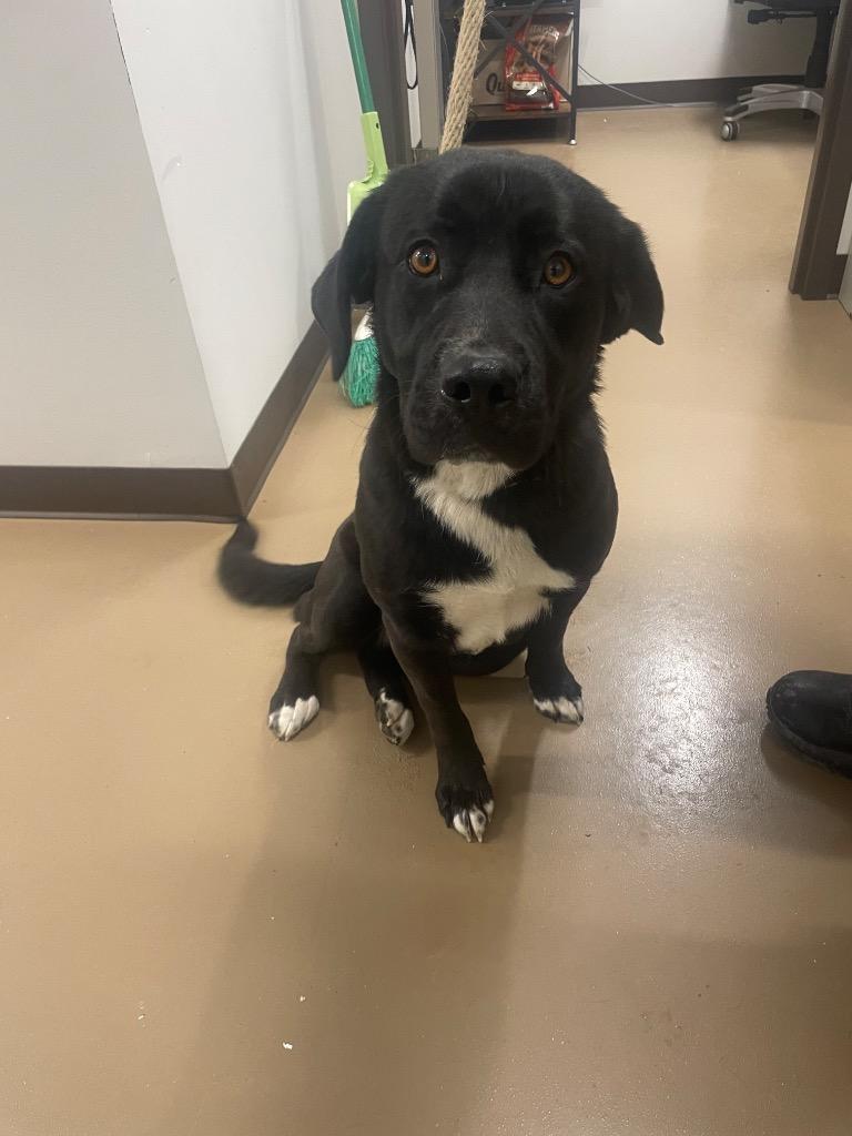 Enlarge Shadow, a Adoptable Labrador Retriever in Springfield, TN image 1/1