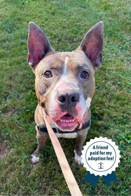 Enlarge Piccolo, a Adoptable Mixed Breed in Miamitown, OH image 1/3
