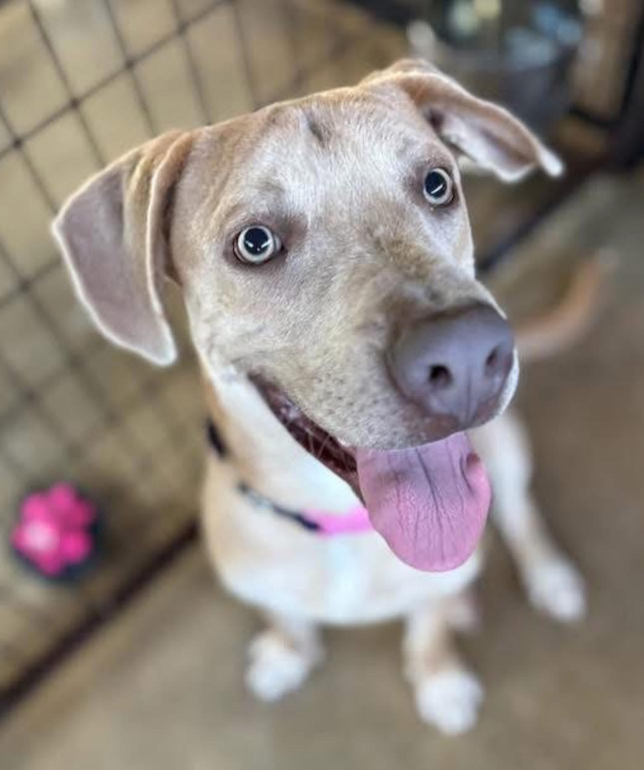 Pluto, a ADOPTABLE mixed breed in Inverness, FL image 2/5
