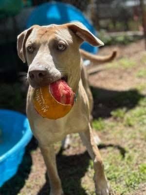 Pluto, a ADOPTABLE mixed breed in Inverness, FL image 3/5