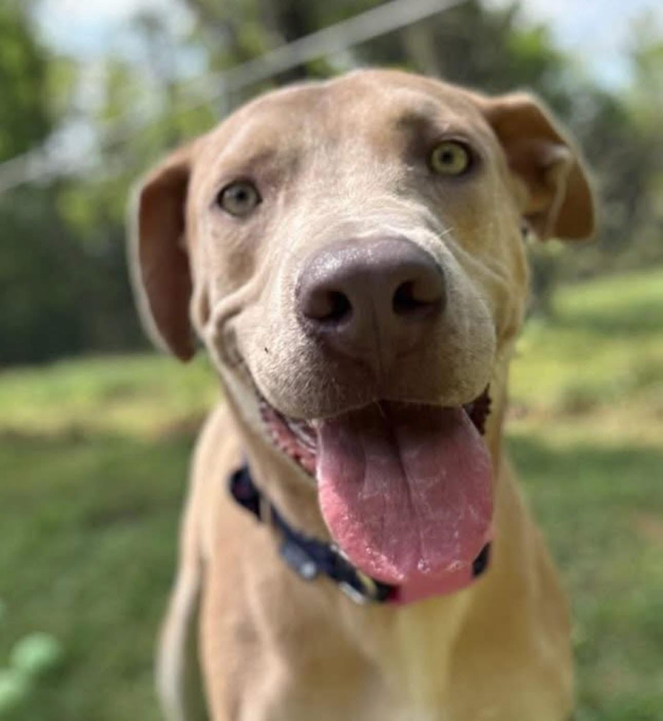 Pluto, ADOPTABLE, Young Male Labrador Retriever.