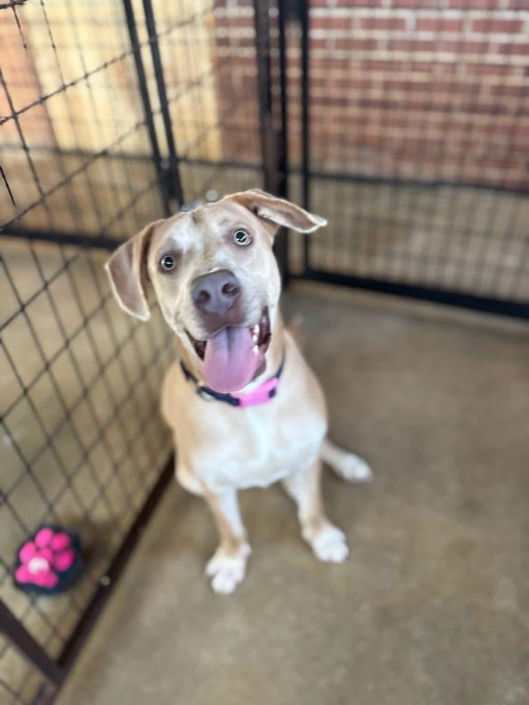 Pluto, a ADOPTABLE mixed breed in Inverness, FL image 5/5