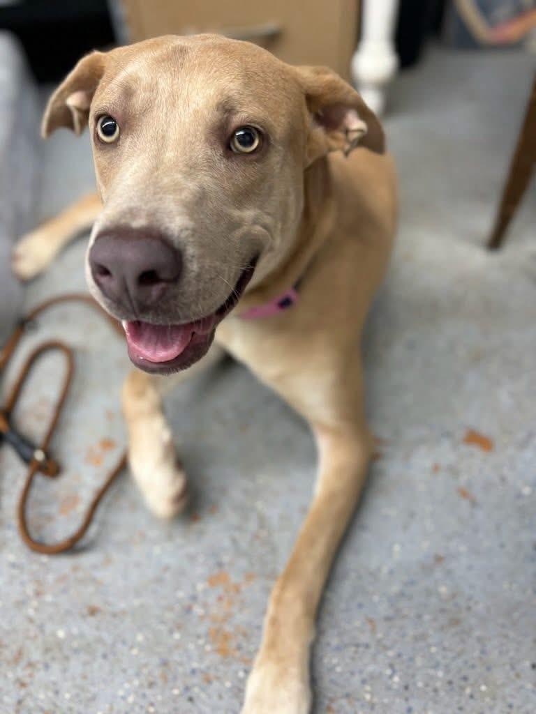 Pluto, a ADOPTABLE mixed breed in Inverness, FL image 4/5