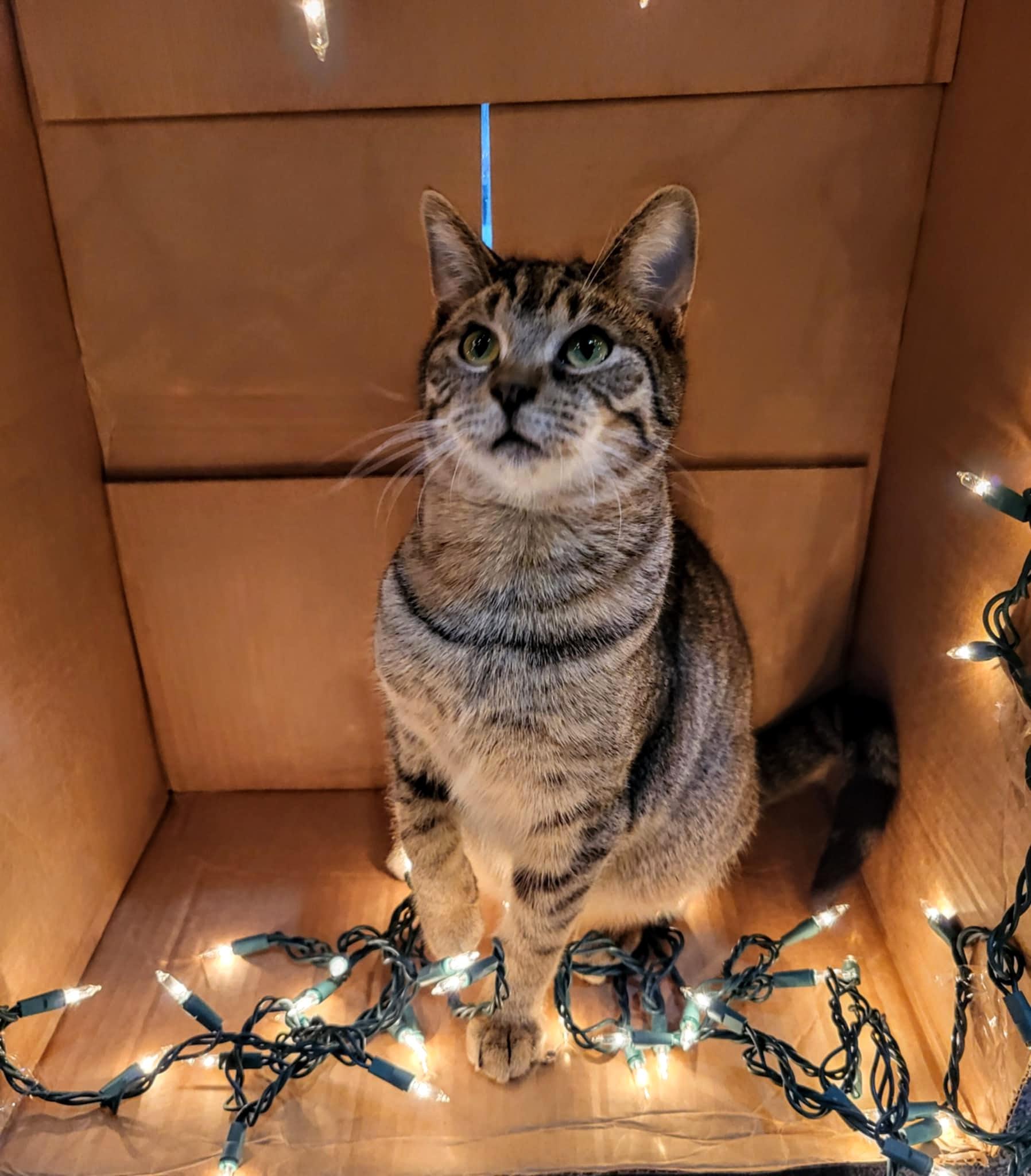 Enlarge Darius, a Adoptable Domestic Short Hair in Greensburg, PA image 1/3