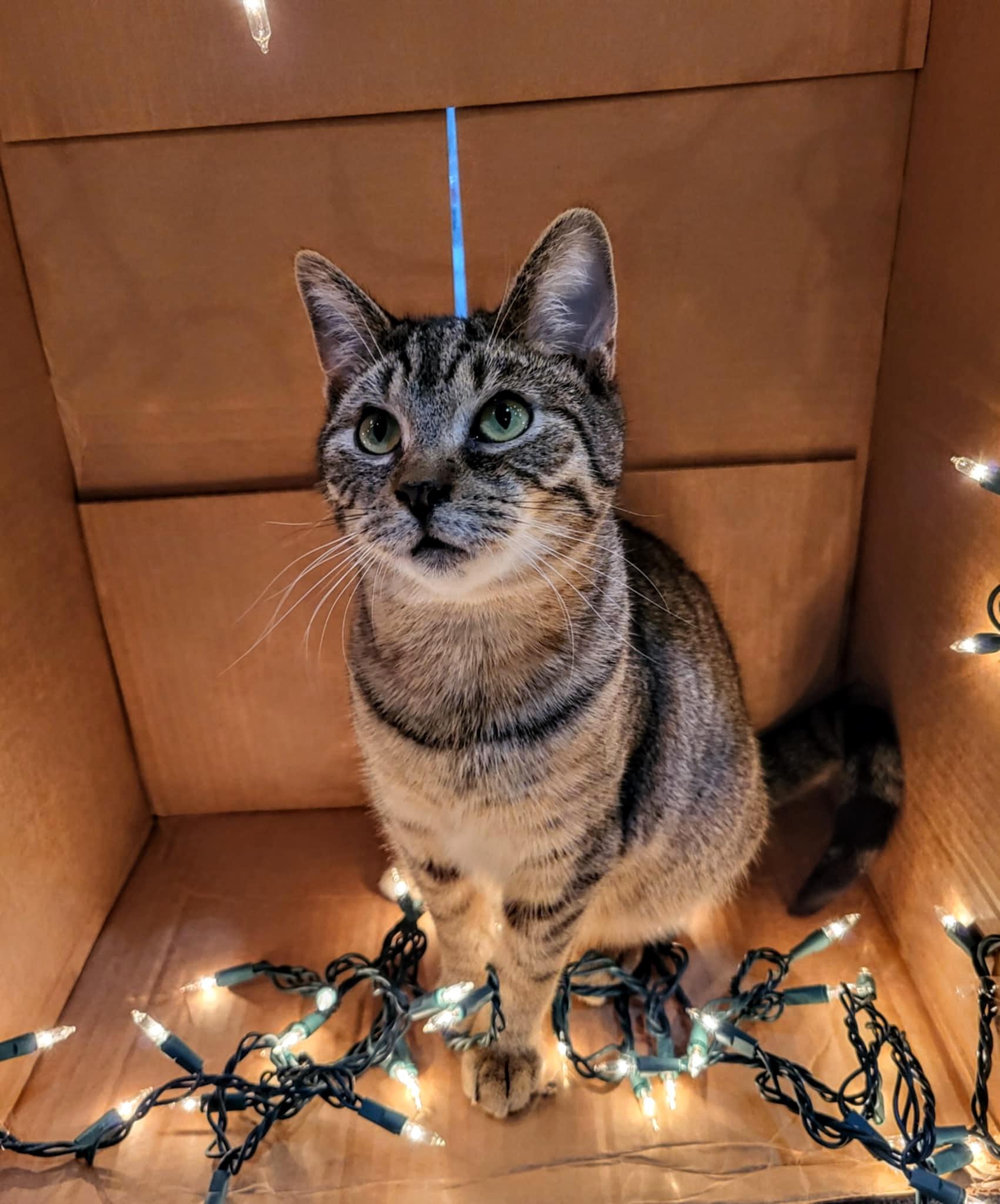 Enlarge Darius, a Adoptable Domestic Short Hair in Greensburg, PA image 2/3