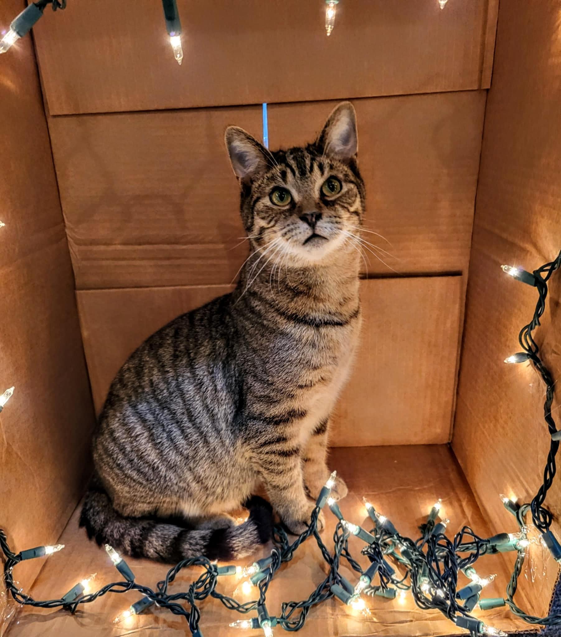 Enlarge Darius, a Adoptable Domestic Short Hair in Greensburg, PA image 3/3