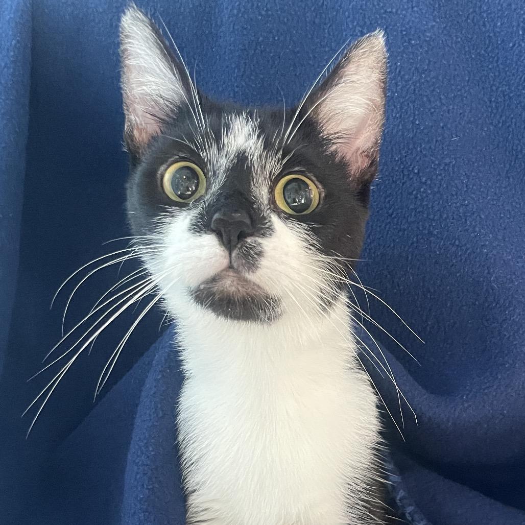 Enlarge Magby, a Adoptable Domestic Short Hair in Chicago, IL image 1/2