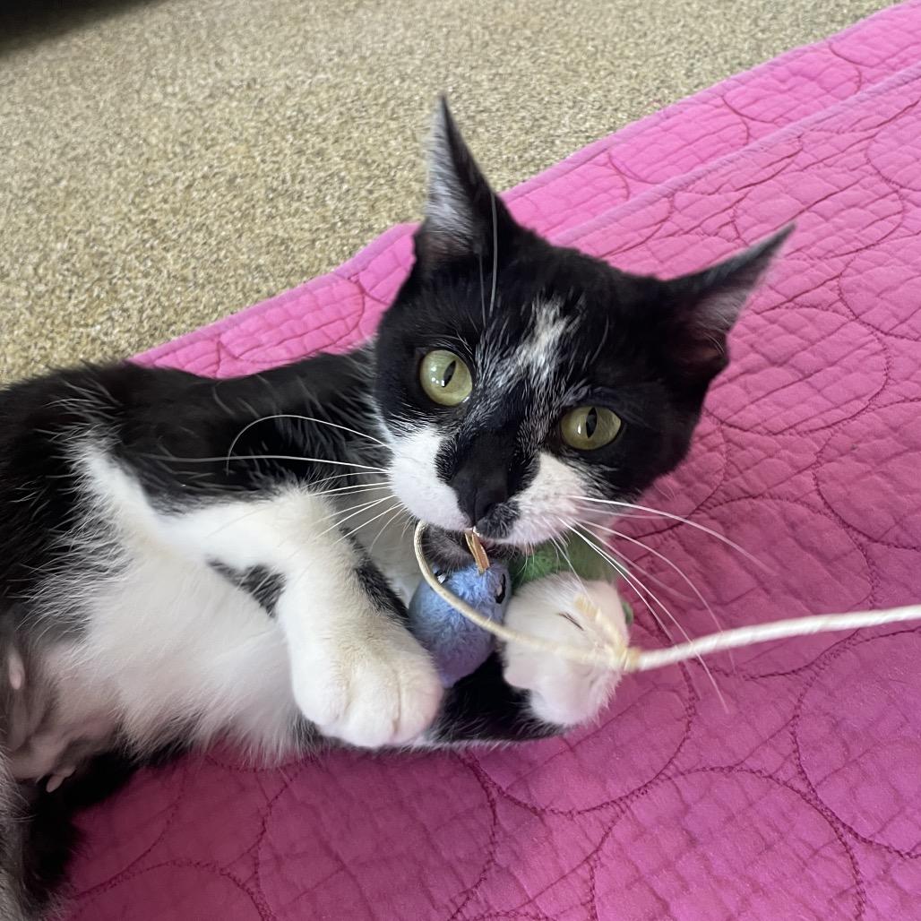 Enlarge Magby, a Adoptable Domestic Short Hair in Chicago, IL image 2/2