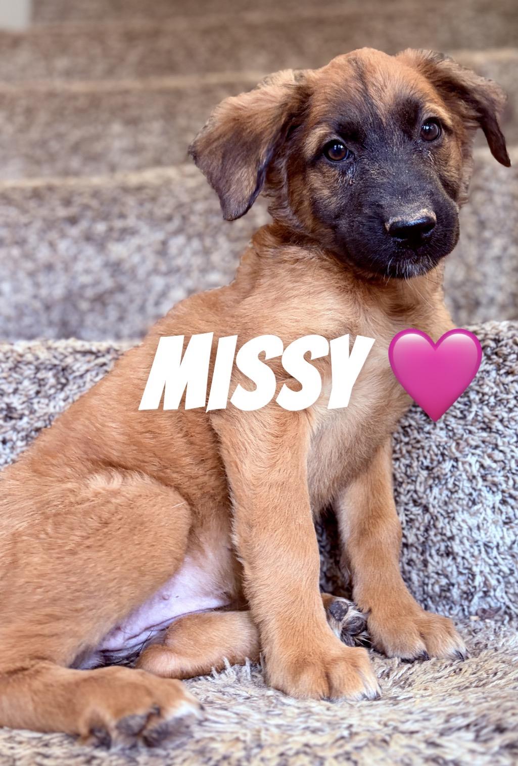 Enlarge Missy, a Adoptable mixed breed in Felton, PA image 1/1