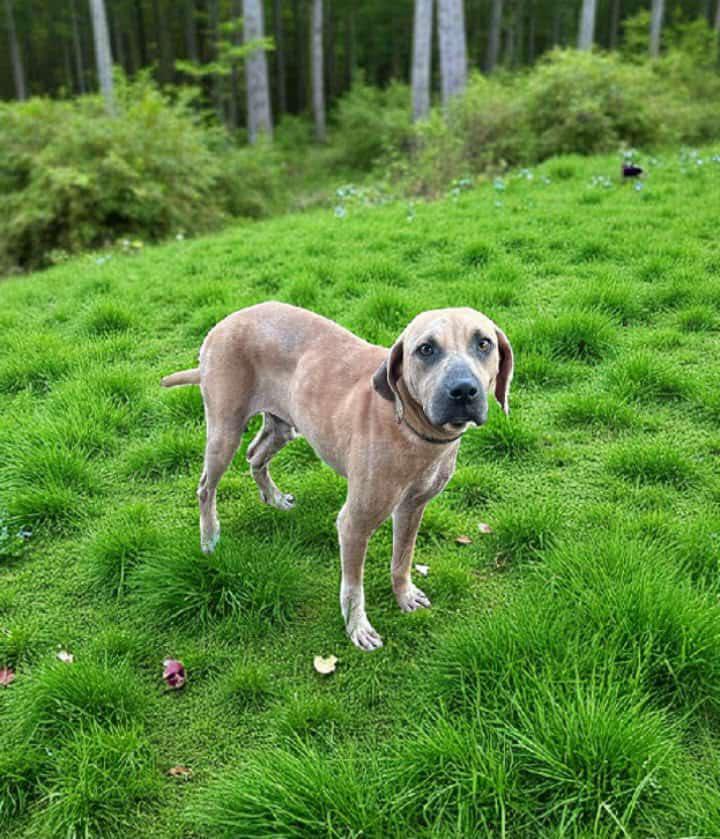 Enlarge Clay Griffin, a Adoptable mixed breed in Winter haven, FL image 3/3