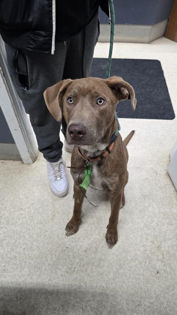 Enlarge Hambrick, a Adoptable mixed breed in Virginia, MN image 1/1