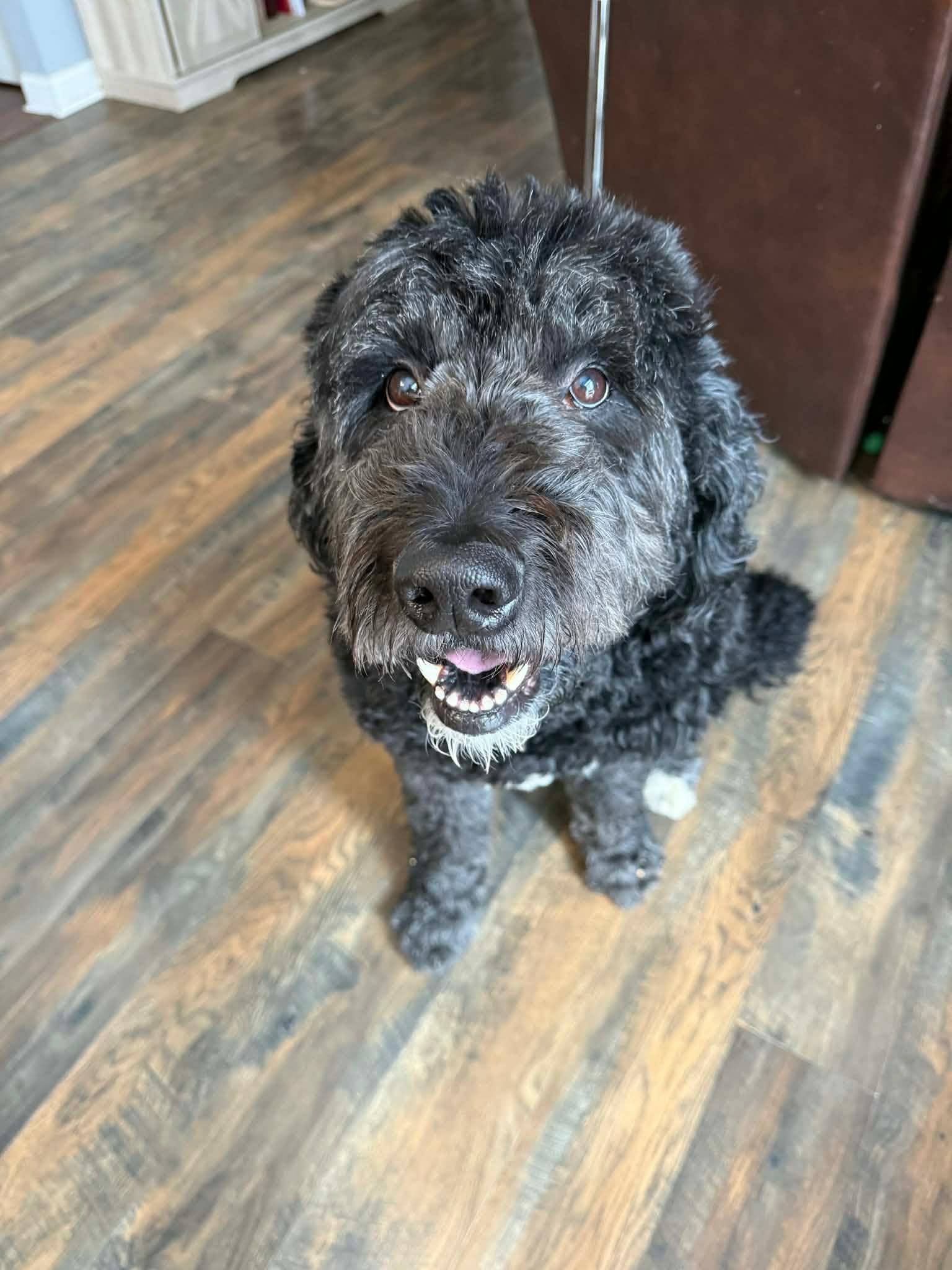 Zeus, Adoptable, Senior Male Newfoundland Dog & Standard Poodle.