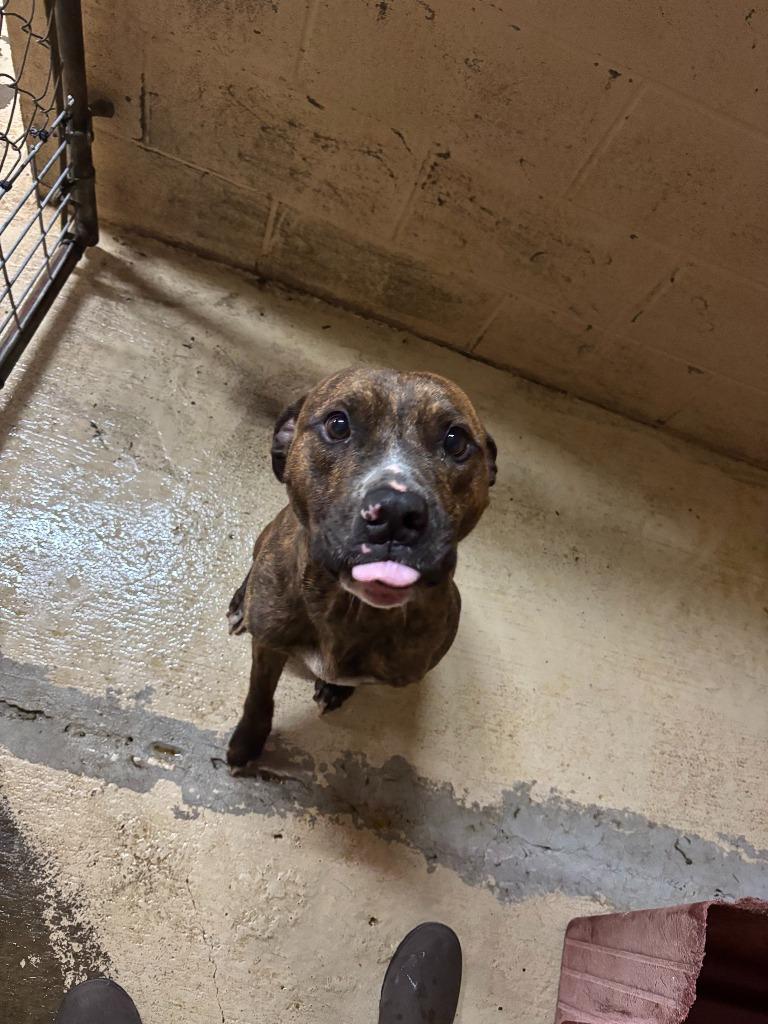 Dog The Dog, a Adoptable Pit Bull Terrier in Russellville, KY image 1/6