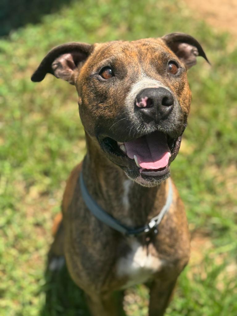 Dog The Dog, a Adoptable Pit Bull Terrier in Russellville, KY image 1/6