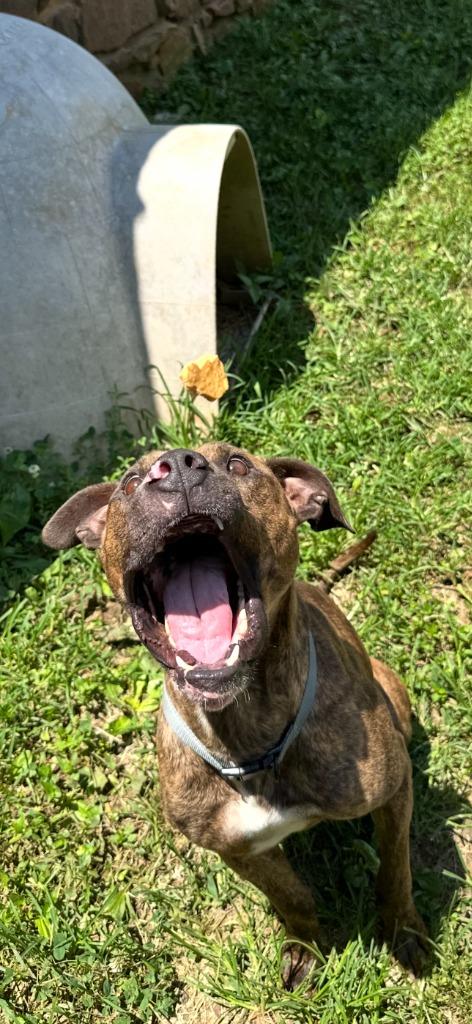 Dog The Dog, a Adoptable Pit Bull Terrier in Russellville, KY image 2/6