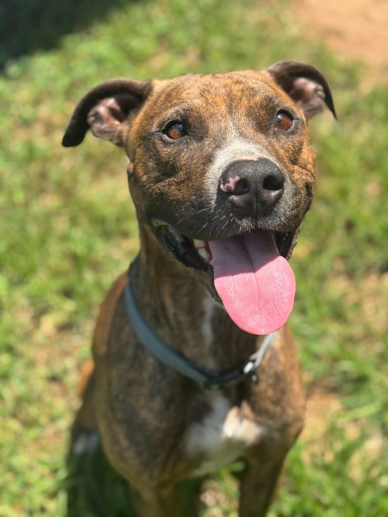 Dog The Dog, a Adoptable Pit Bull Terrier in Russellville, KY image 6/6