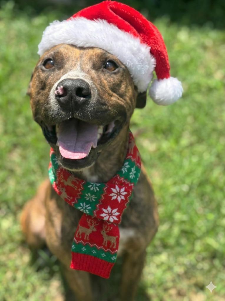 Enlarge Dog The Dog, a Adoptable Pit Bull Terrier in Russellville, KY image 5/6