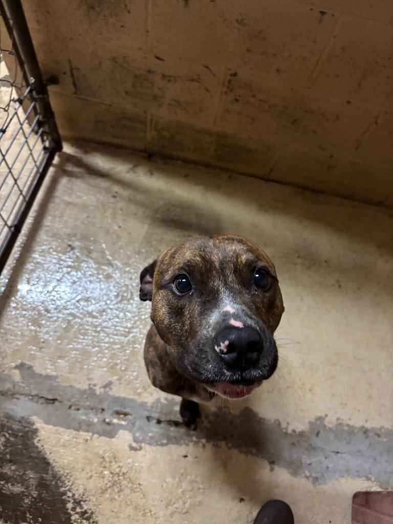 Enlarge Dog The Dog, a Adoptable Pit Bull Terrier in Russellville, KY image 6/6
