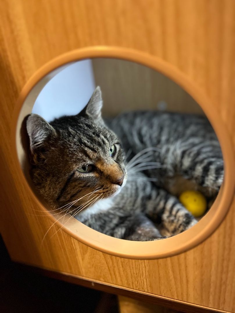 Enlarge Purple Haze, a Adopted Domestic Short Hair in Denver, CO image 1/3