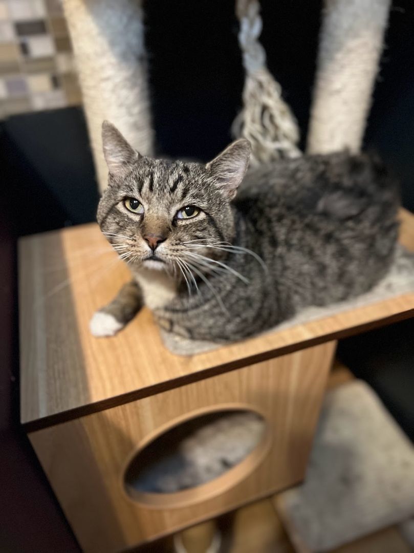 Enlarge Purple Haze, a Adopted Domestic Short Hair in Denver, CO image 2/3