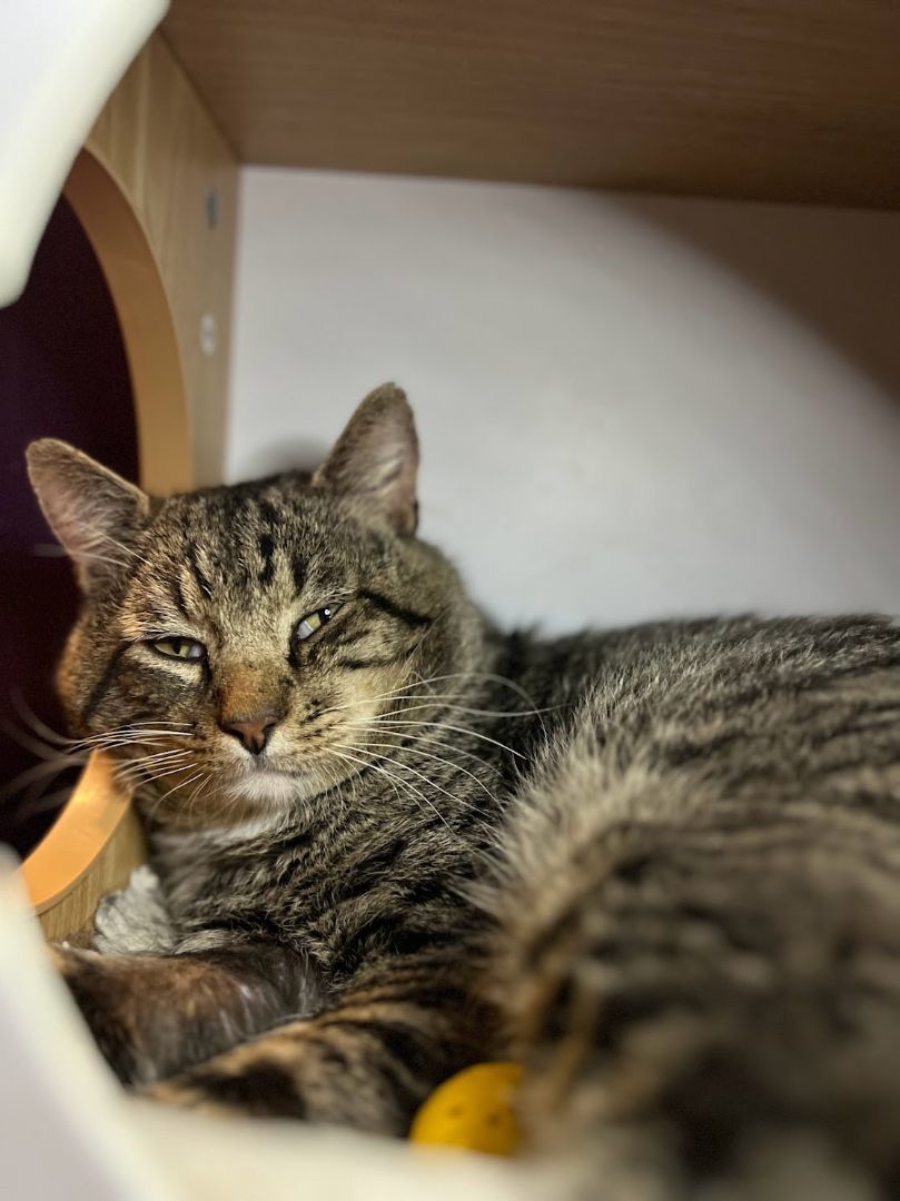 Enlarge Purple Haze, a Adopted Domestic Short Hair in Denver, CO image 3/3