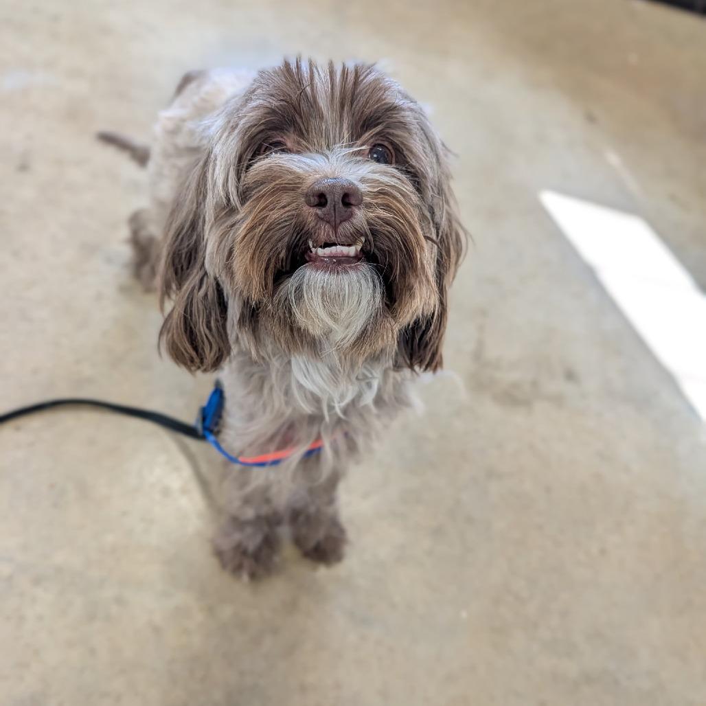 Enlarge Hershey, a Adoptable Cockapoo in Jasper, IN image 1/3