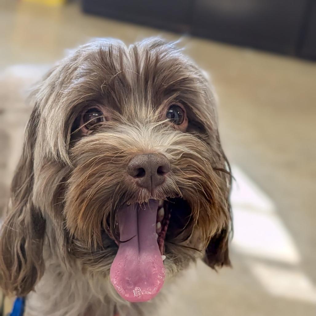 Enlarge Hershey, a Adoptable Cockapoo in Jasper, IN image 2/3