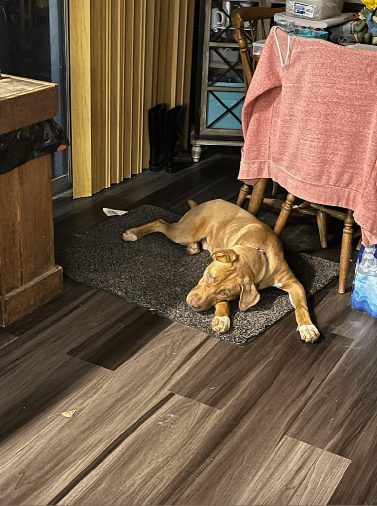 Whiskey, a Adoptable mixed breed in Jxn, MS image 1/6