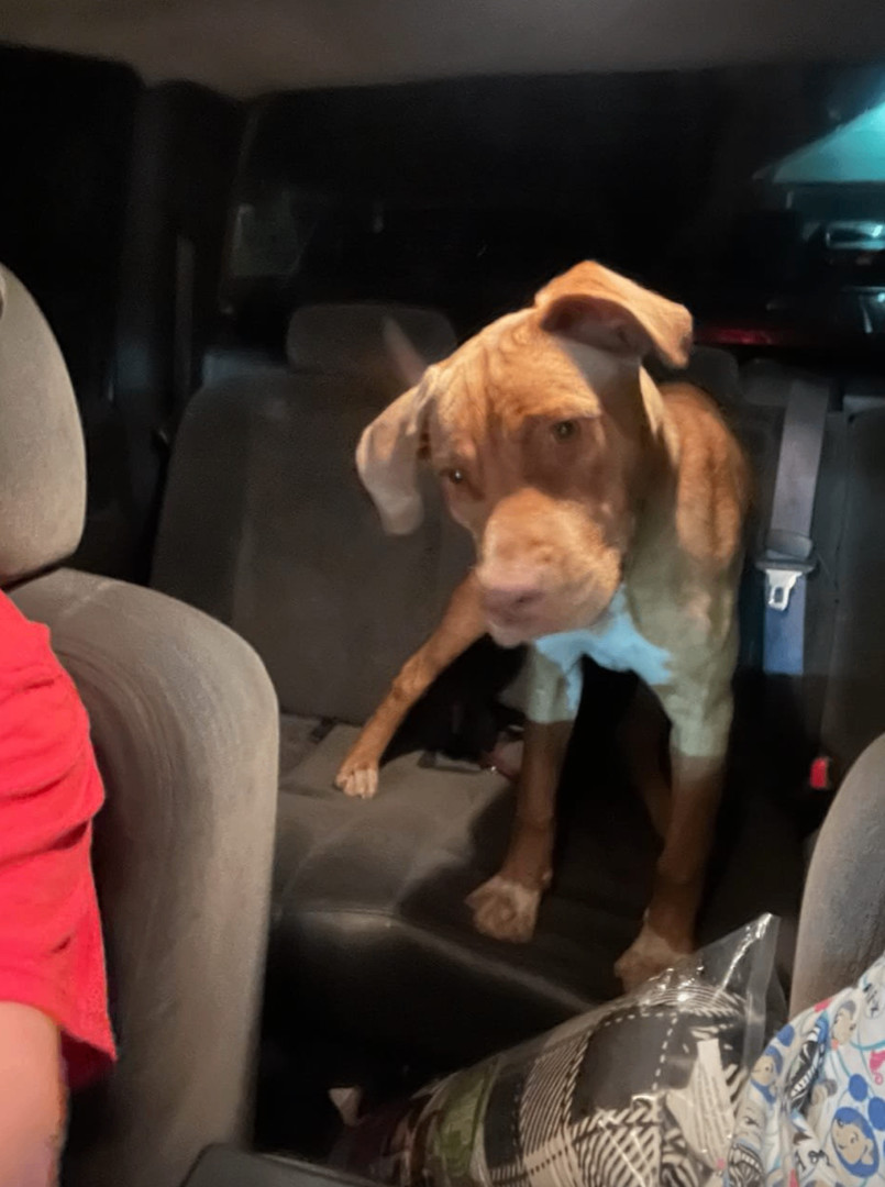 Whiskey, a Adoptable mixed breed in Jxn, MS image 2/6