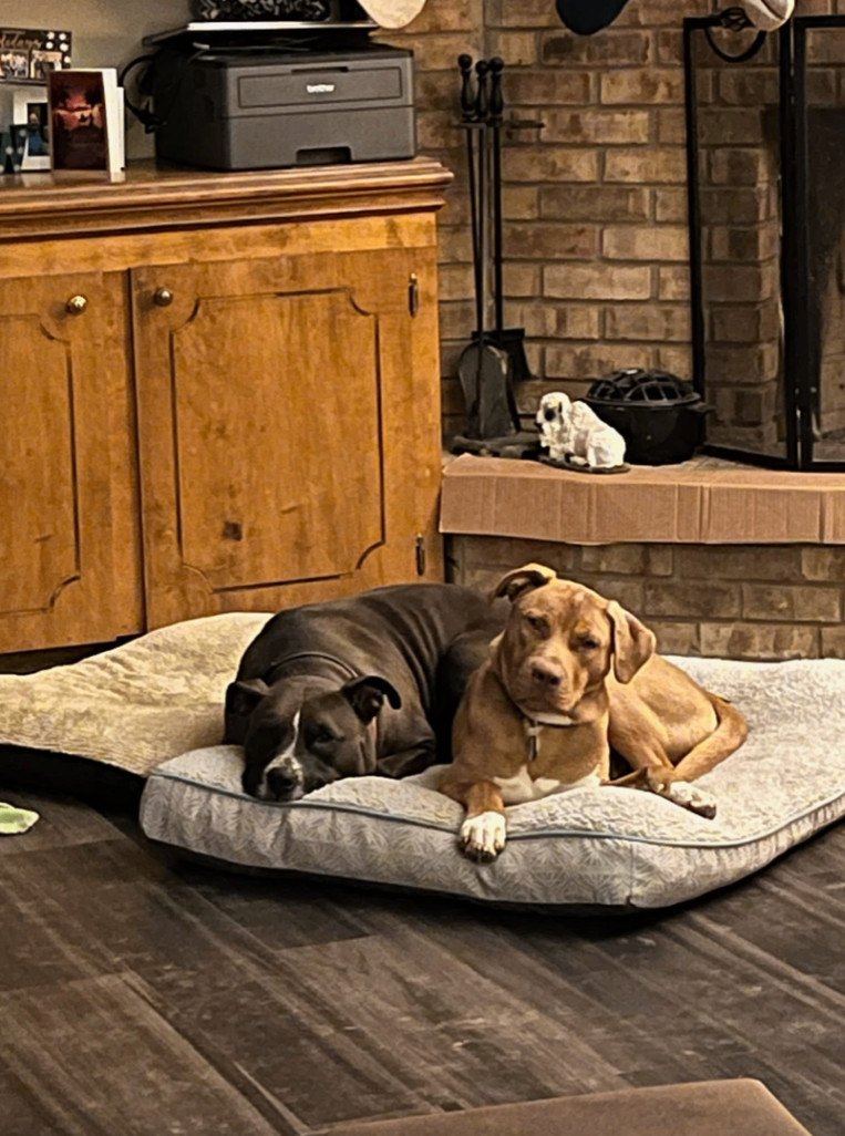 Whiskey, a Adoptable mixed breed in Jxn, MS image 3/6