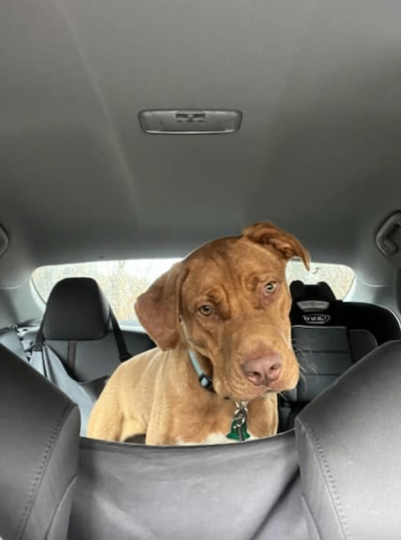 Whiskey, a Adoptable mixed breed in Jxn, MS image 4/6