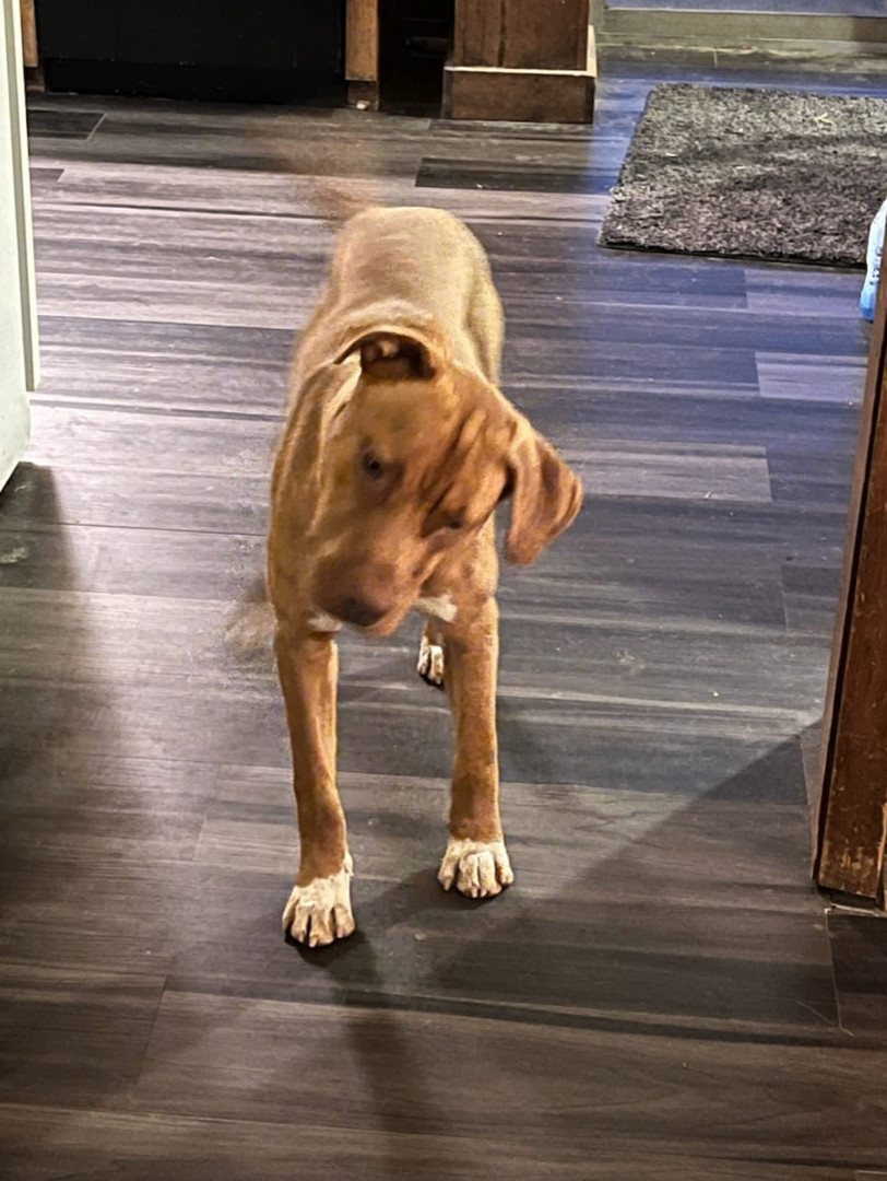 Whiskey, a Adoptable mixed breed in Jxn, MS image 5/6