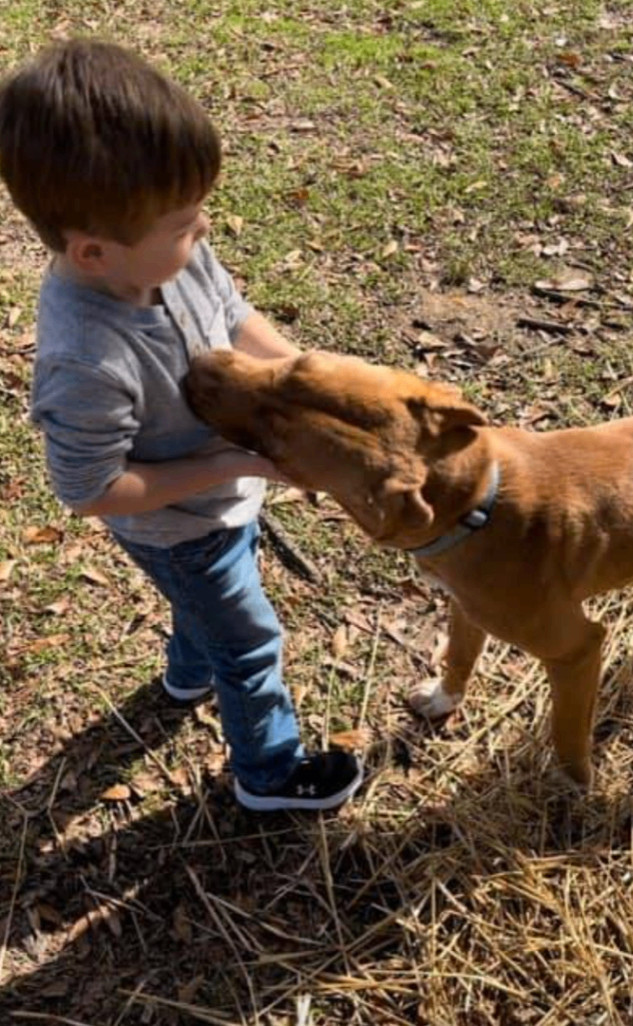 Whiskey, a Adoptable mixed breed in Jxn, MS image 6/6