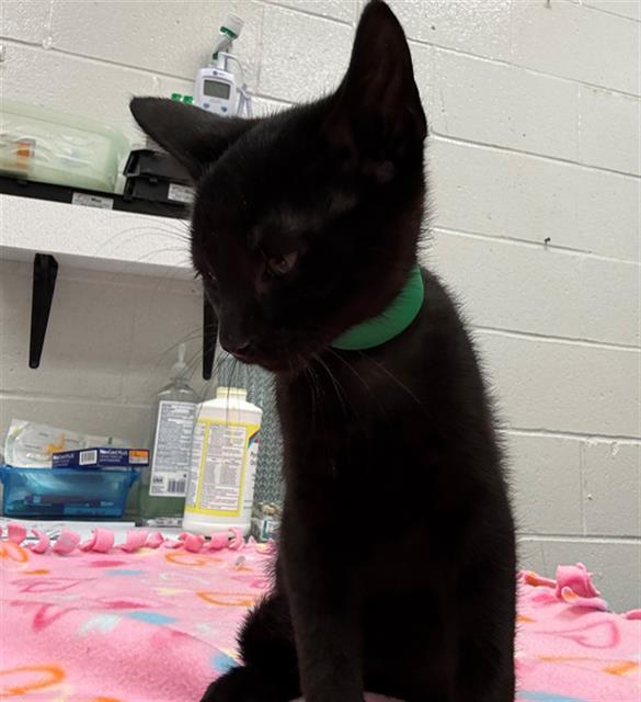 Enlarge SQUARE, a Adoptable Domestic Short Hair in Peoria, IL image 1/1